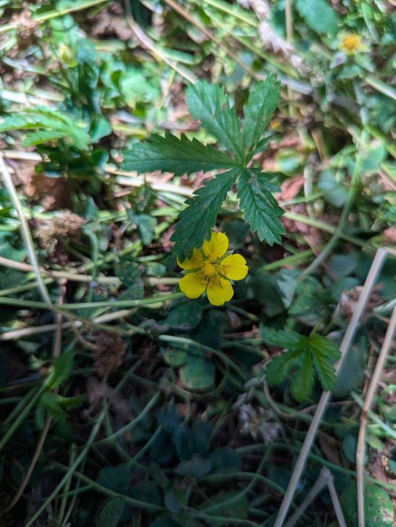 Kriechendes Fingerkraut (Potentilla reptans) in Weidach