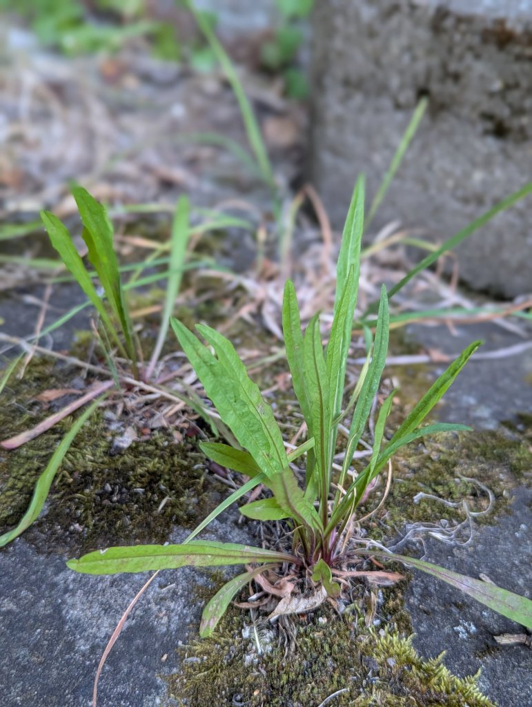 Kleinköpfiger Pippau (Crepis capillaris) in Weidach
