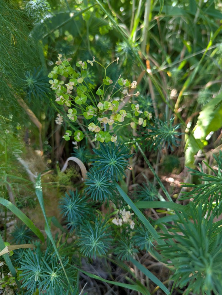 Zypressen-Wolfsmilch (Euphorbia cyparissias) in Weidach