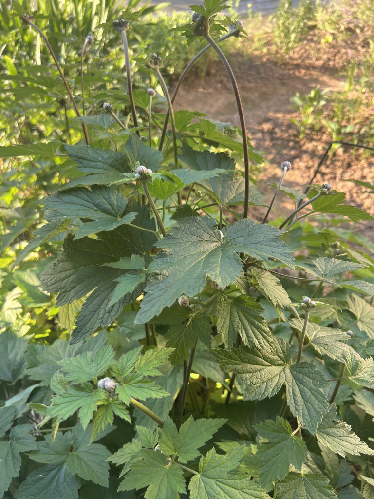 Herbst-Anemone (Anemone hupehensis) Raum Kasendorf, Oberfranken