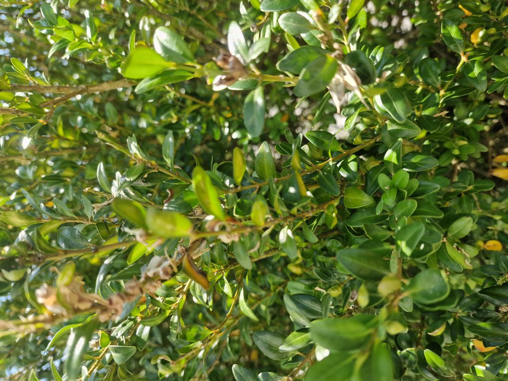 Buchsbaum (Buxus sempervirens) in Hutschdorf