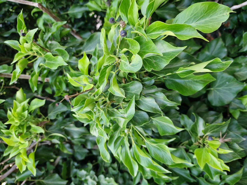 Efeu (Hedera helix) in Seubersdorf