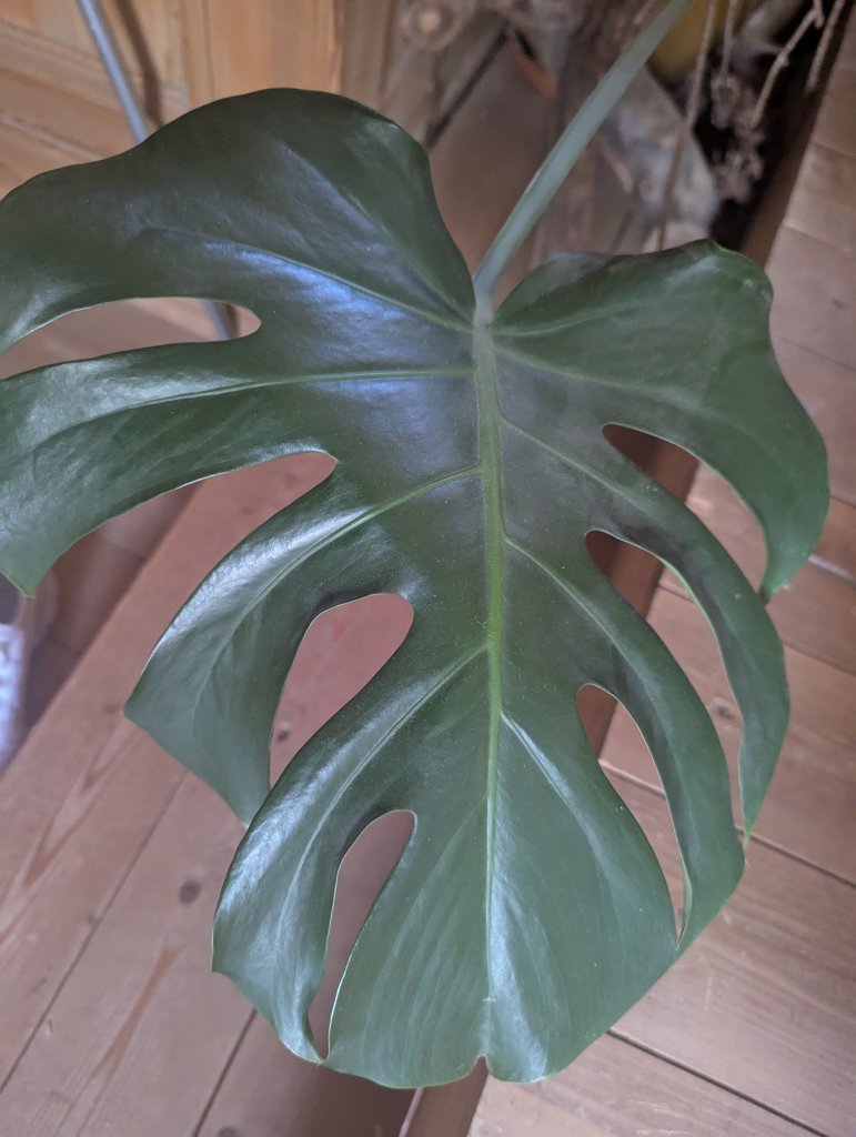 Köstliches Fensterblatt (Monstera deliciosa) in Weidach