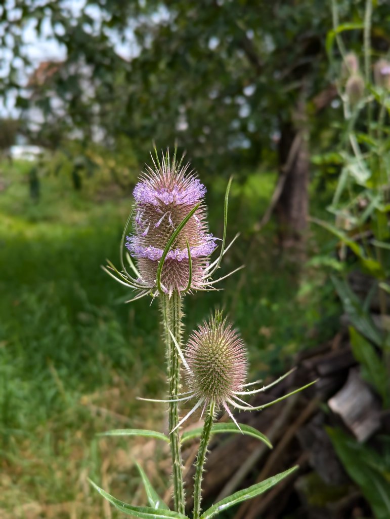 Weber-Karde (Dipsacus fullonum) in Weidach
