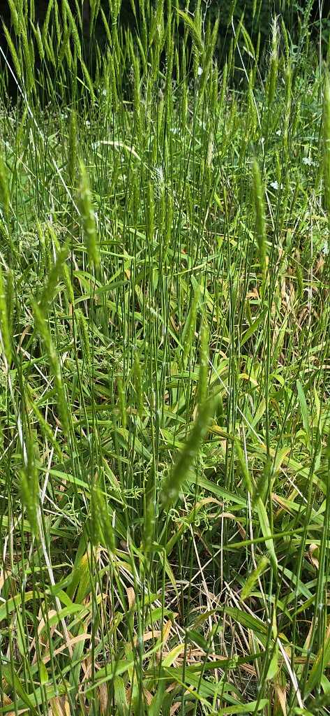 Waldgerste (Hordelymus europaeus) nahe Lopp