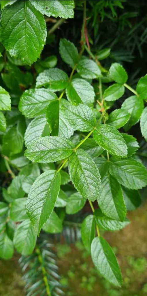 Zimt-Rose (Rosa majalis) in Seubersdorf