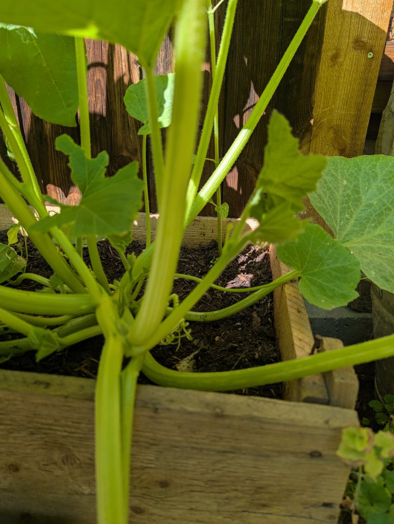 Feld-Kürbis (Cucurbita pepo) in Weidach