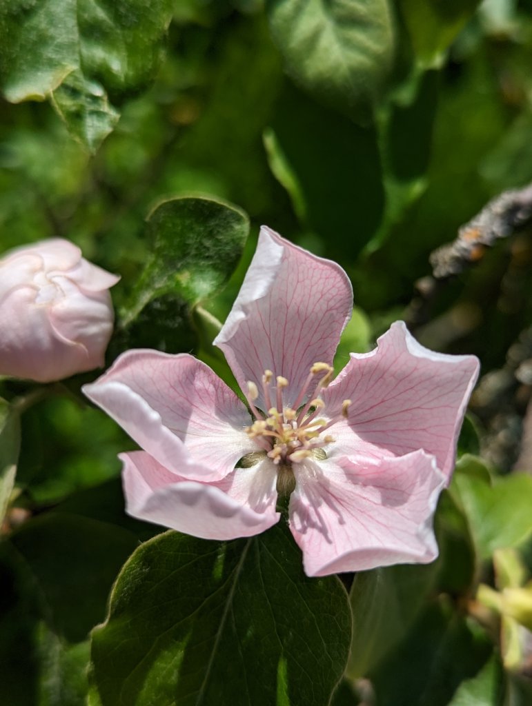 Quitte (Cydonia oblonga) in Weidach