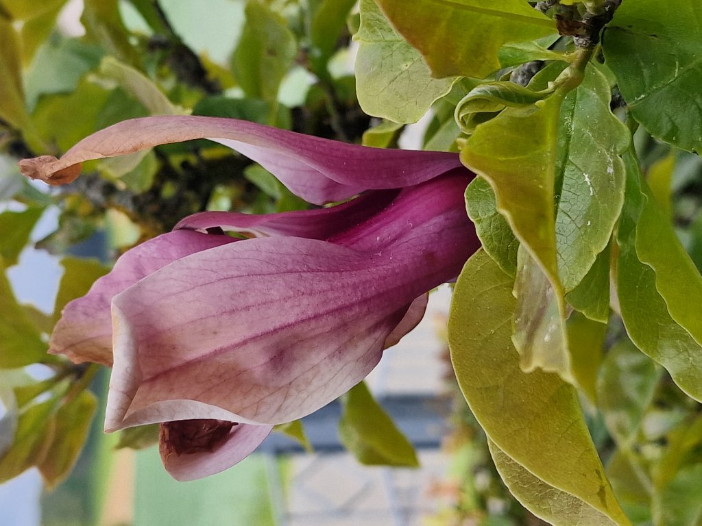 Flowering magnolia (Magnolia) nahe Seubersdorf