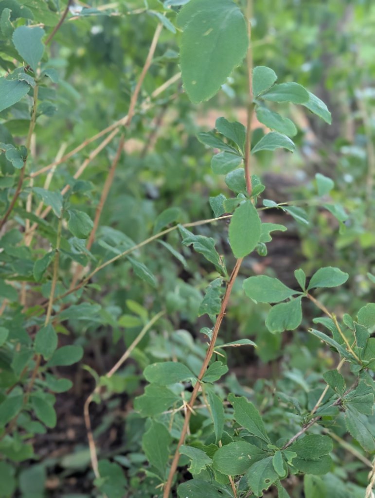Gewöhnliche Berberitze (Berberis vulgaris) in Weidach