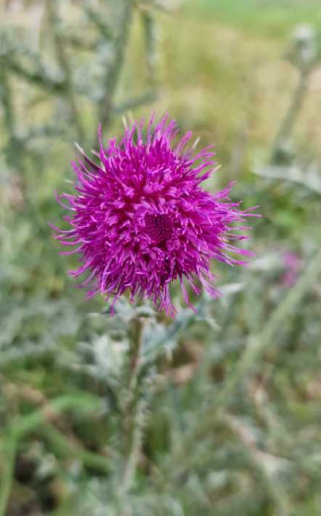 Nickende Distel (Carduus nutans) Raum Kasendorf, Oberfranken