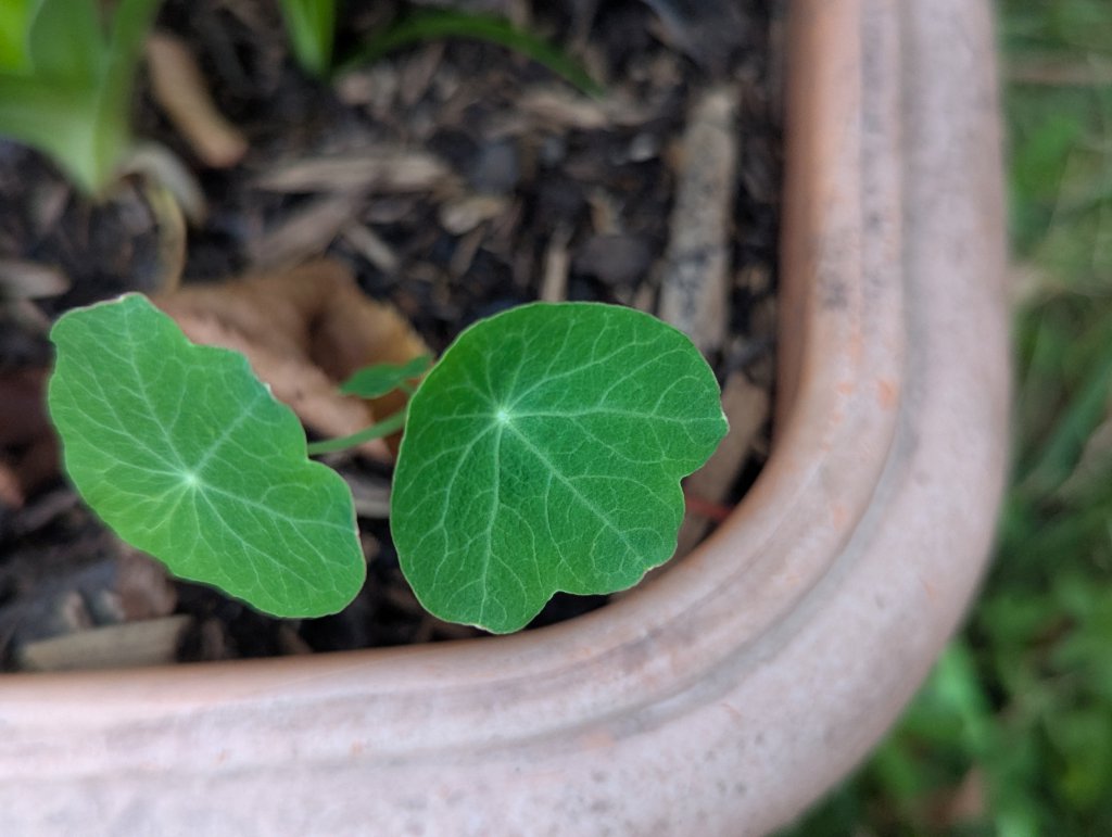 Große Kapuzinerkresse (Tropaeolum majus) in Weidach