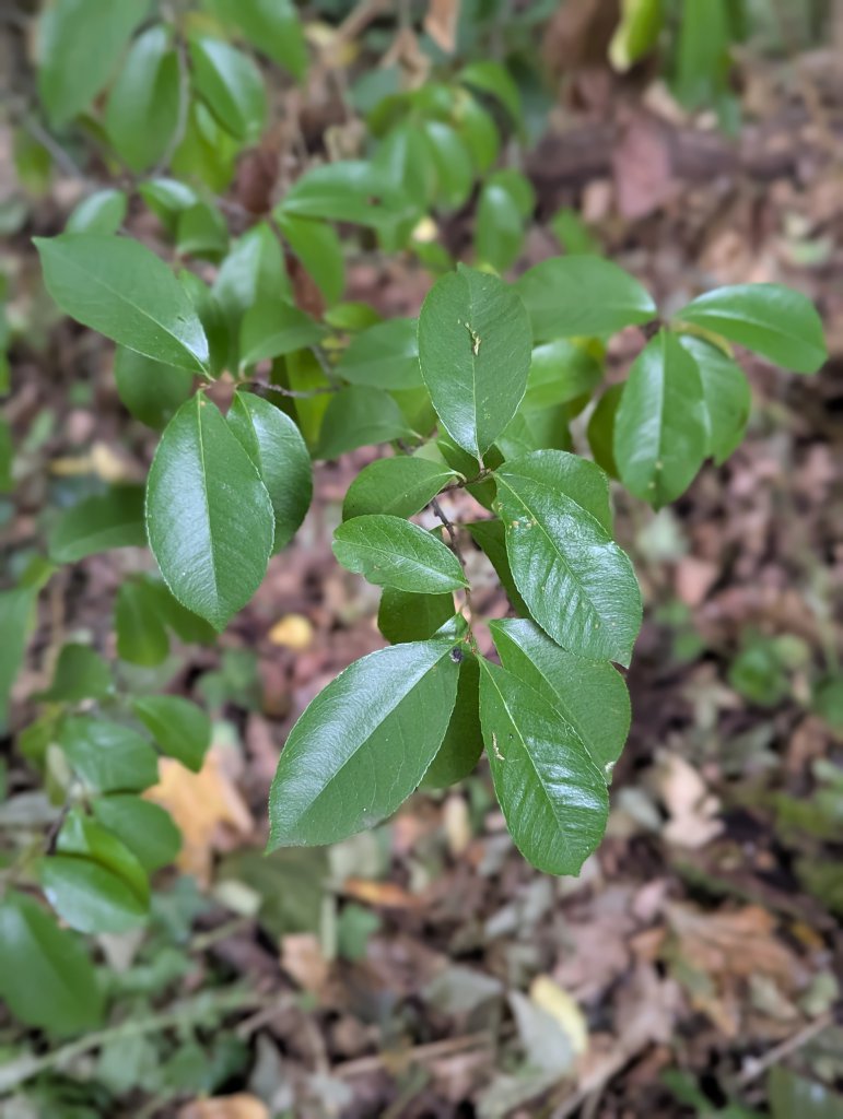 Späte Trauben-Kirsche (Prunus serotina) in Weidach Callenberger Forst