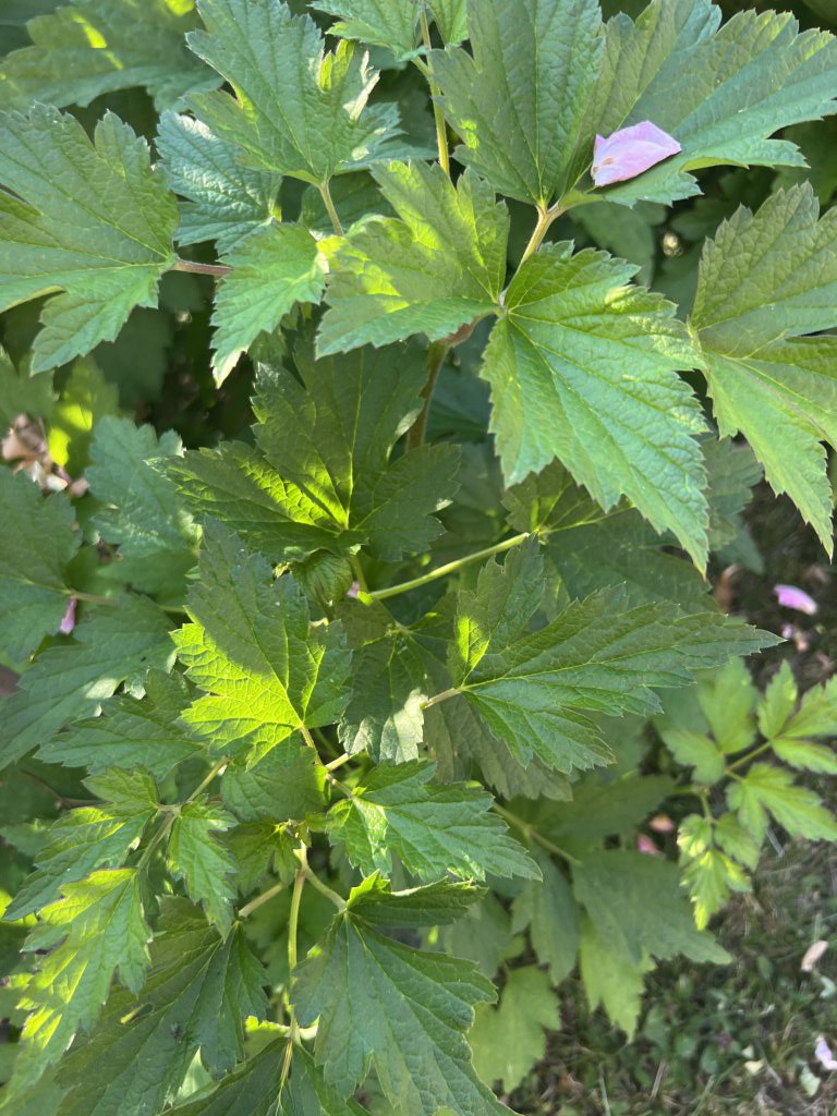 Herbst-Anemone (Anemone hupehensis) Raum Kasendorf, Oberfranken