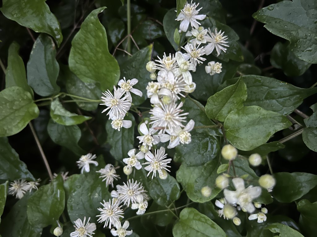 Gewöhnliche Waldrebe (Clematis vitalba) in Döllnitz