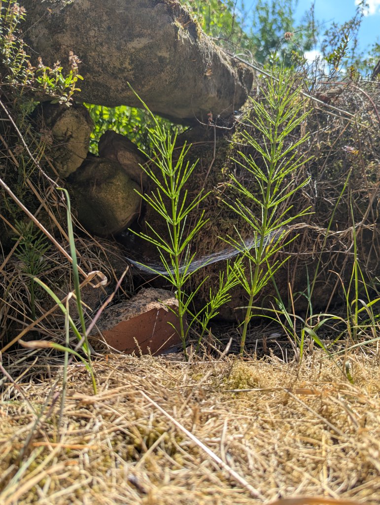 Acker-Schachtelhalm (Equisetum arvense) in Weidach
