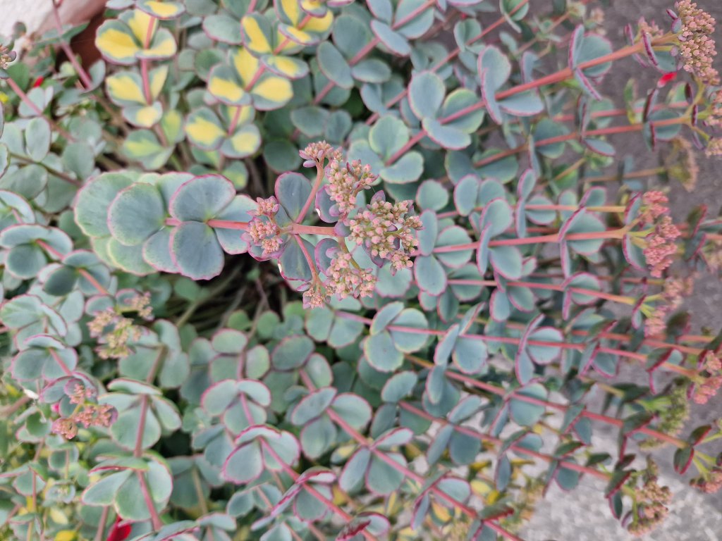 Siebold-Fetthenne (Sedum sieboldii) Raum Kasendorf, Oberfranken