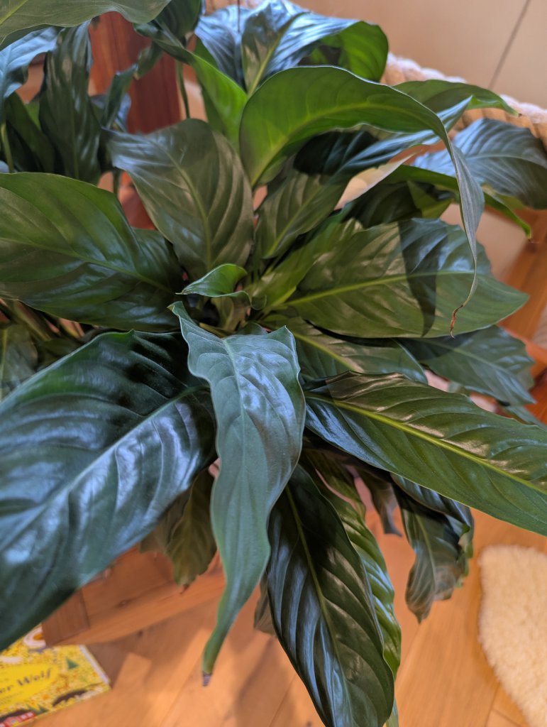 Peace lily (Spathiphyllum) in Weidach