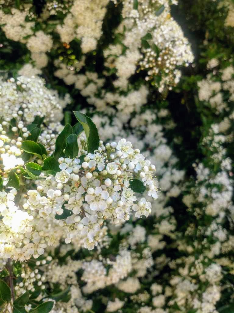 Mittelmeer-Feuerdorn (Pyracantha coccinea) in Weidach