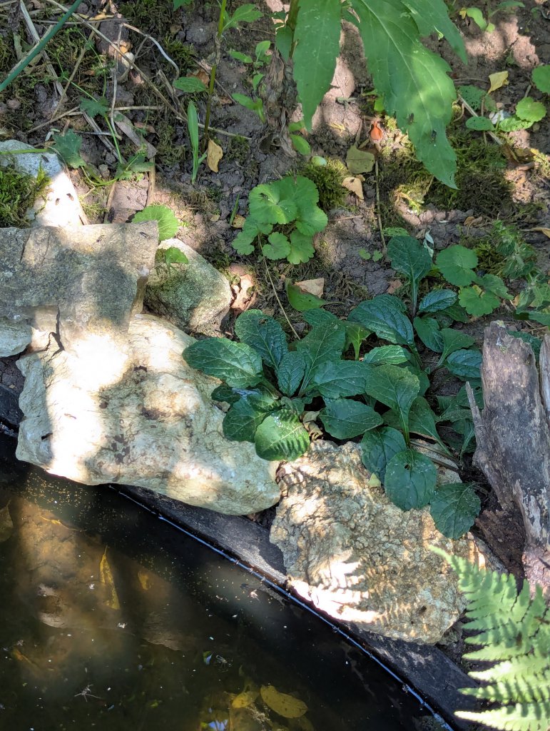 Kriechender Günsel