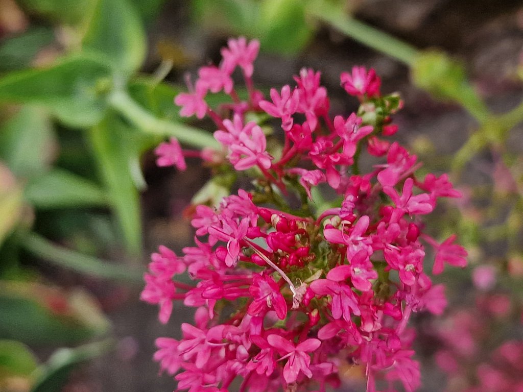 Rote Spornblume (Centranthus ruber) Raum Kasendorf, Oberfranken