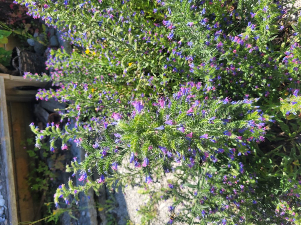Gewöhnlicher Natternkopf (Echium vulgare) in Lopp