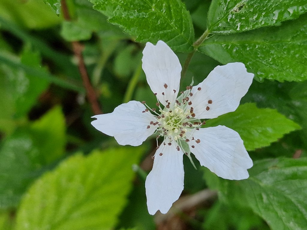 Kratzbeere (Rubus caesius) Raum Kasendorf, Oberfranken