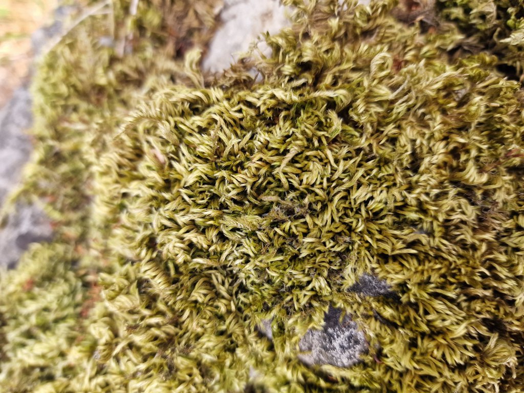 Zypressen-Schlafmoos (Hypnum cupressiforme) in Seubersdorf