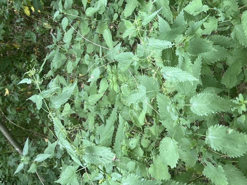 Große Brennnessel (Urtica dioica) in Döllnitz