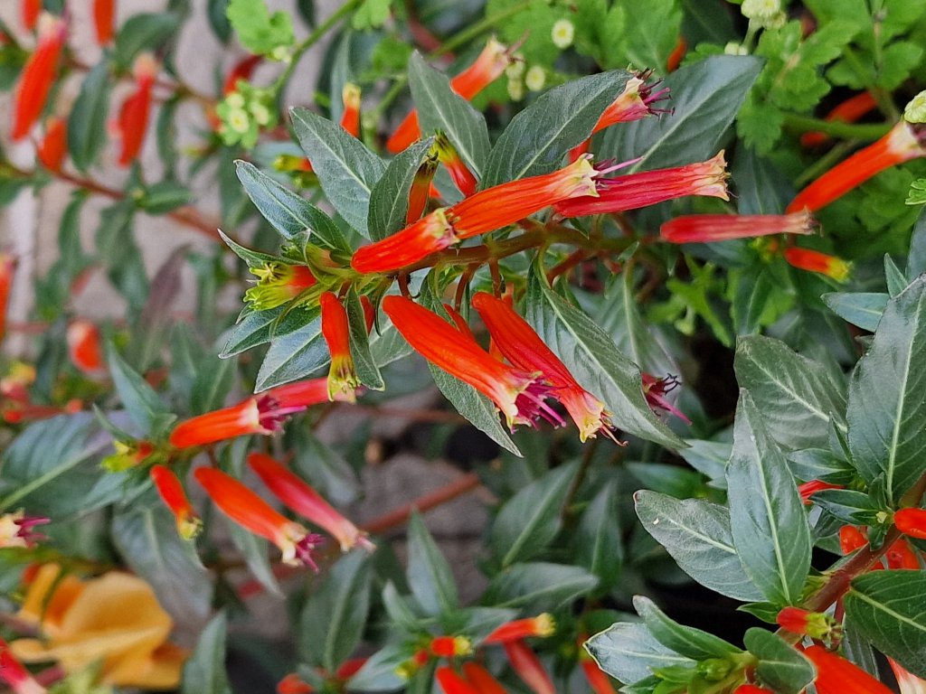 Zigarettenblümchen (Cuphea ignea) nahe Berndorf