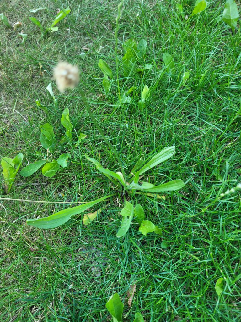 Spitz-Wegerich (Plantago lanceolata) in Seubersdorf