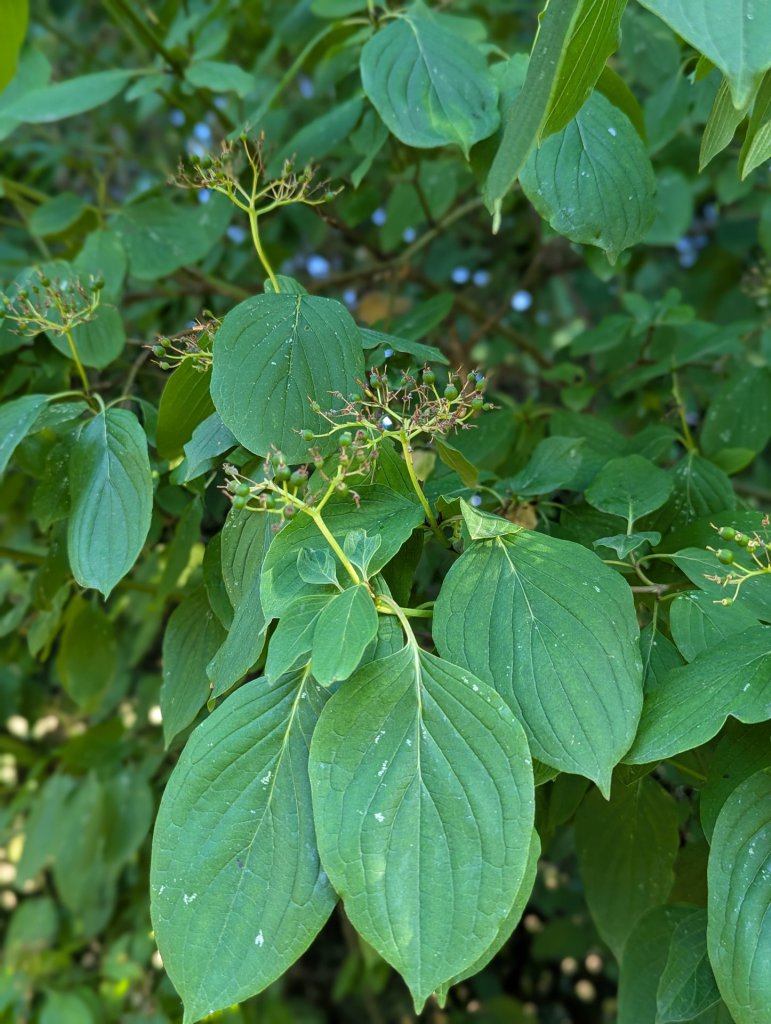 Blutroter Hartriegel (Cornus sanguinea) in Weidach