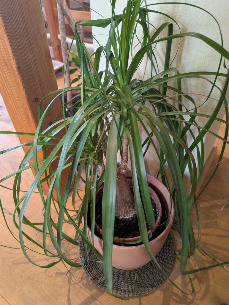 Elefantenfuß (Beaucarnea recurvata) in Weidach