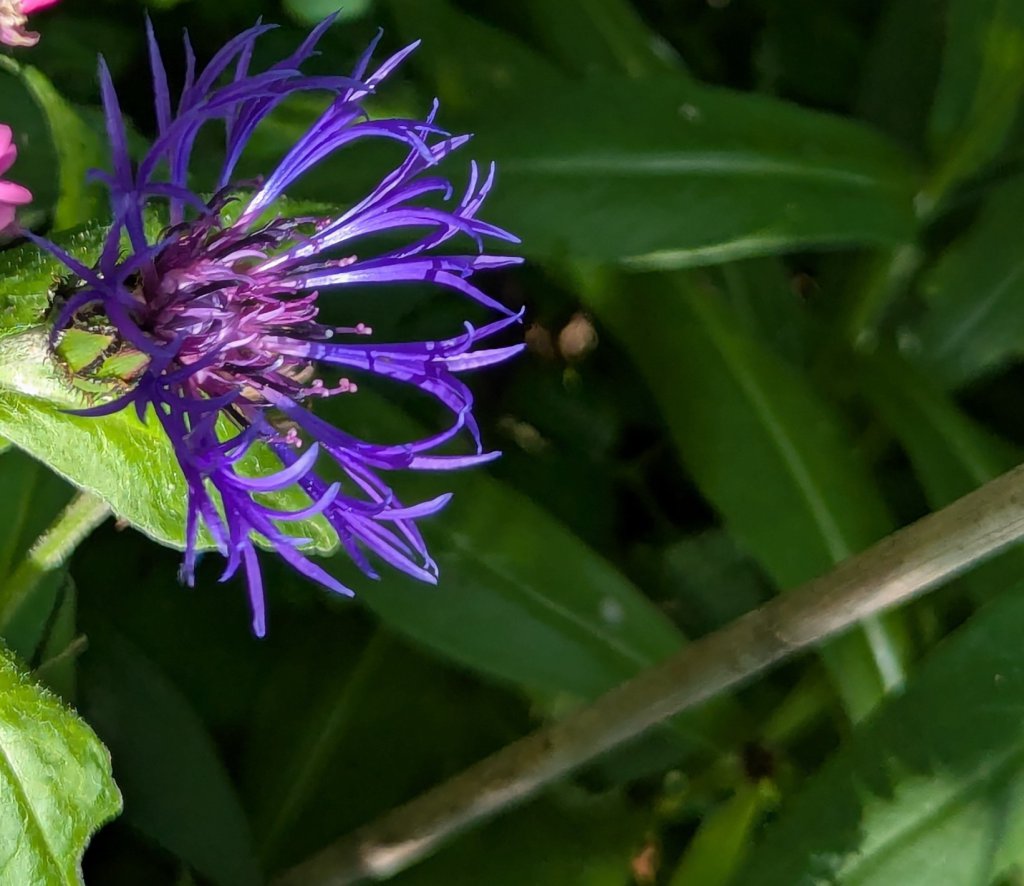 Berg-Flockenblume (Centaurea montana) in Weidach