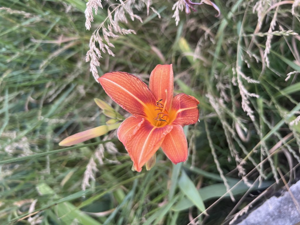 Gelbrote Taglilie (Hemerocallis fulva) Raum Kasendorf, Oberfranken