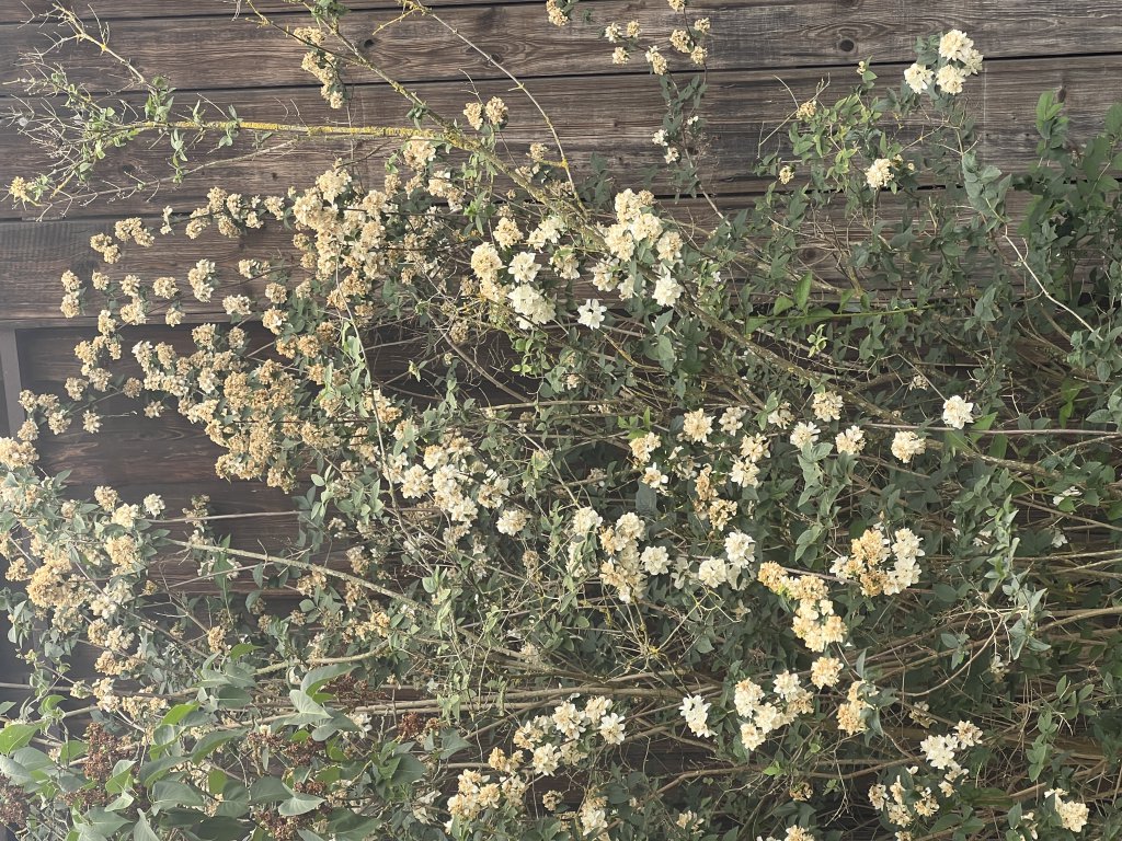 Falscher Jasmin (Philadelphus coronarius) in Döllnitz