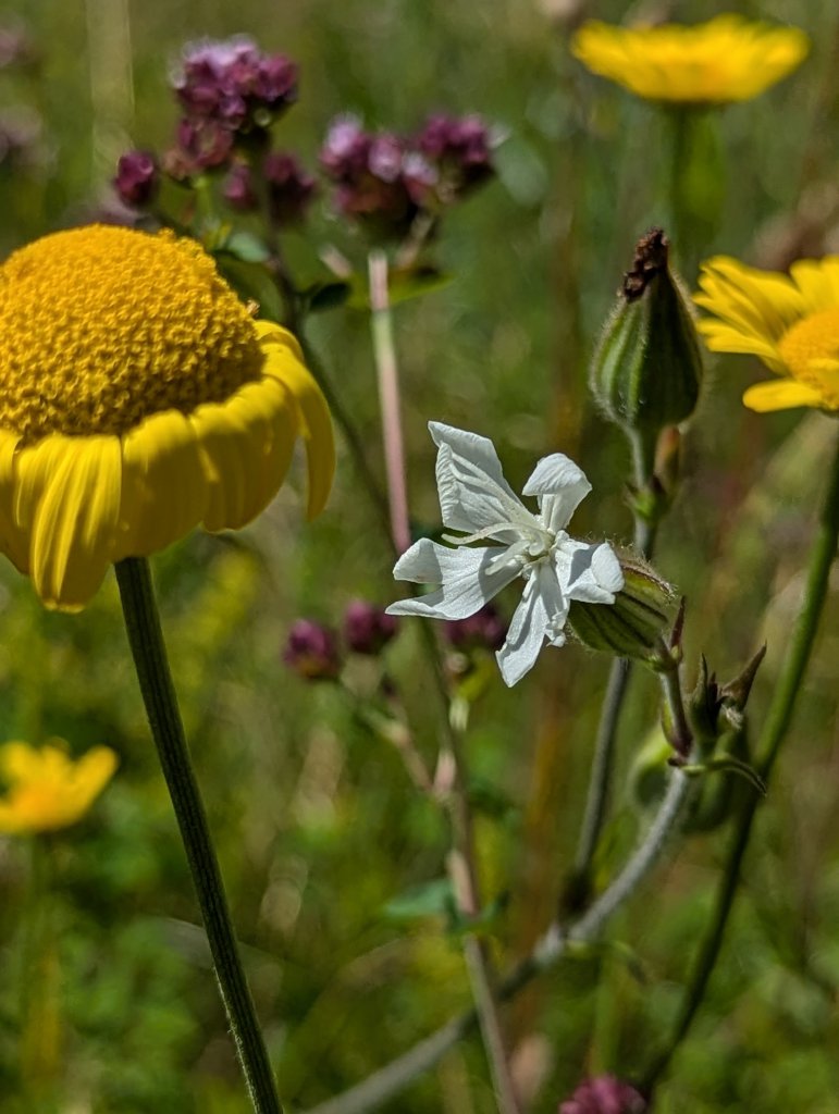 Breitblättrige Lichtnelke (Silene latifolia) in Weidach