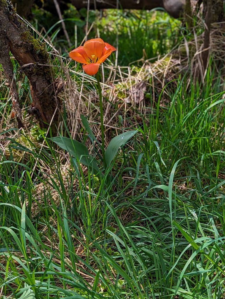 Garten-Tulpe (Tulipa gesneriana) in Weidach