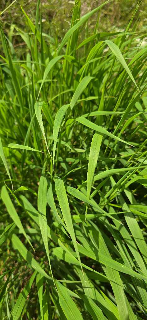 Wald-Zwenke (Brachypodium sylvaticum) nahe Lopp