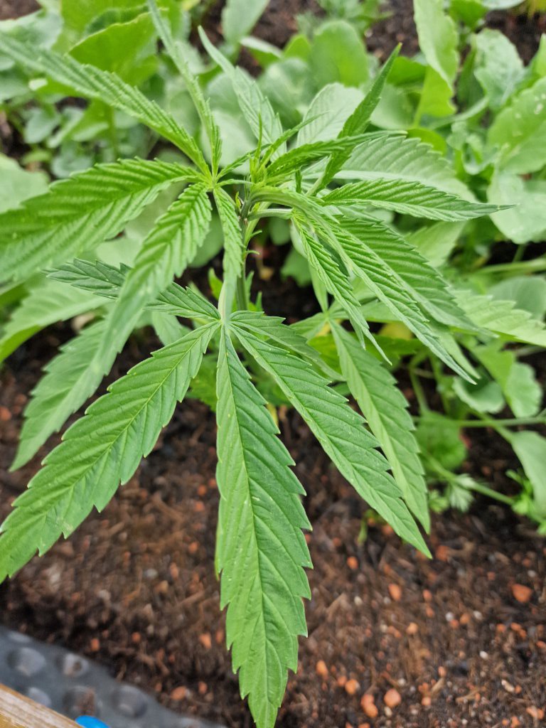 Hanf (Cannabis sativa) Raum Kasendorf, Oberfranken