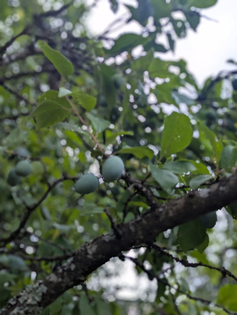 Pflaume (Prunus domestica) in Weidach