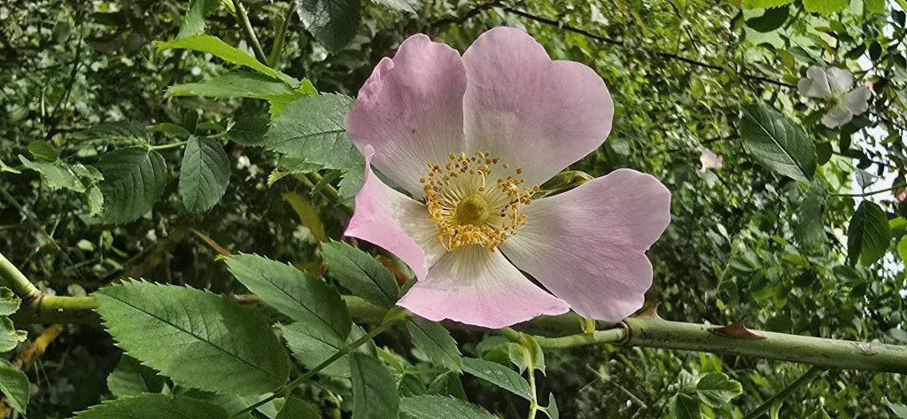 Hunds-Rose (Rosa canina) nahe Hutschdorf
