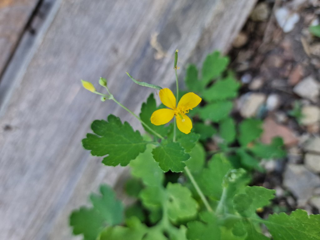 Schöllkraut (Chelidonium majus) in Seubersdorf