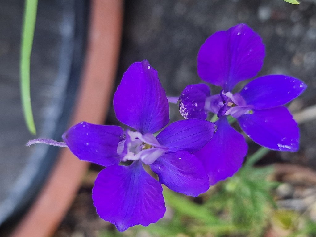 Garten-Rittersporn (Delphinium Hybriden) in Seubersdorf