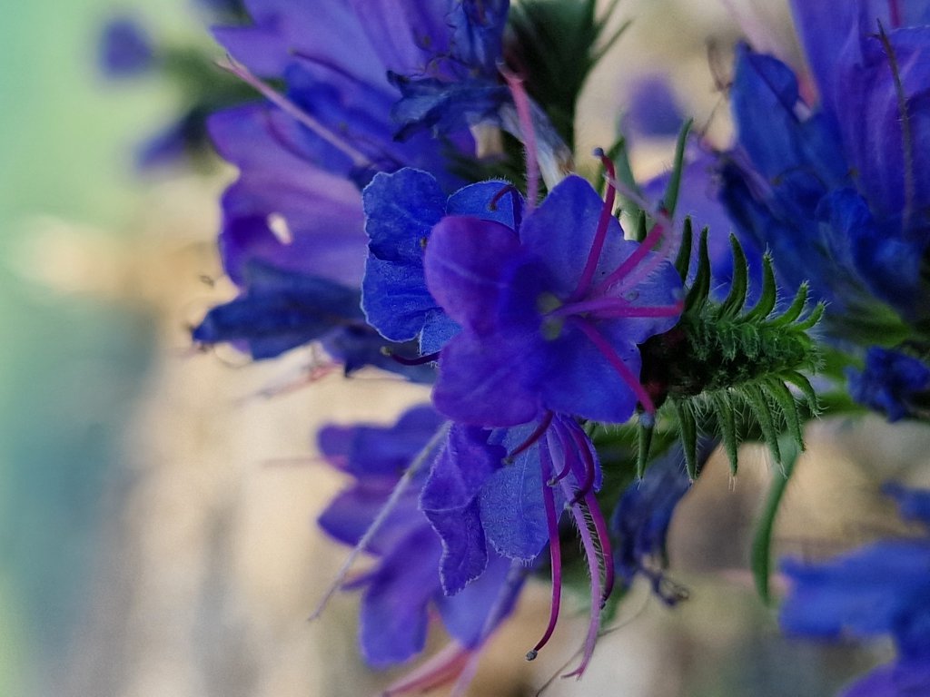 Gewöhnlicher Natternkopf (Echium vulgare) Raum Kasendorf, Oberfranken