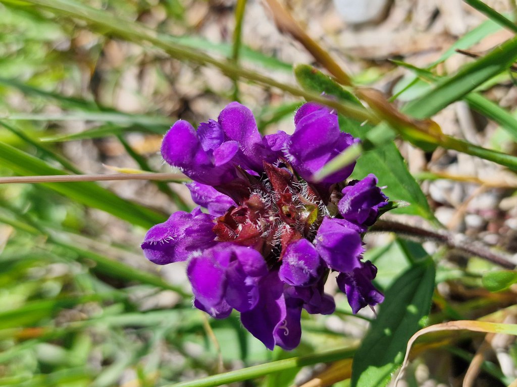 Großblütige Braunelle