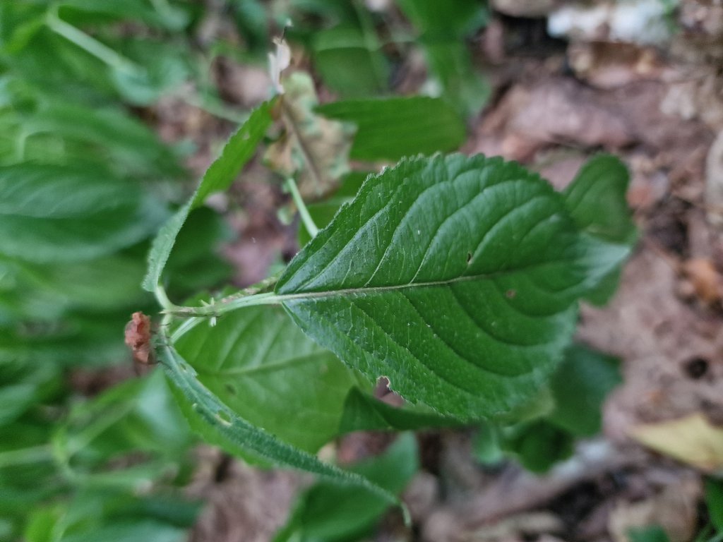 Ausdauerndes Bingelkraut (Mercurialis perennis) Raum Kasendorf, Oberfranken