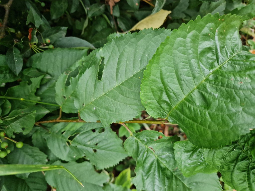Vogel-Kirsche (Prunus avium) in Seubersdorf