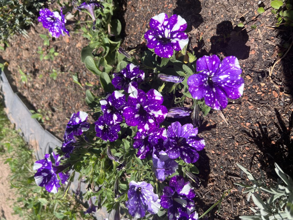 Night sky petunie (Petunia x hybrida 'Night Sky') in Döllnitz