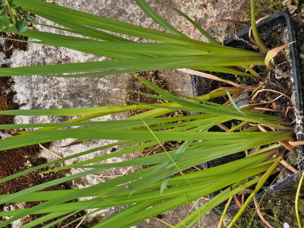 Gelbe Schwertlilie (Iris pseudacorus) in Berndorf
